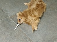 0 numara pomeranian spitz erkek ve dişi