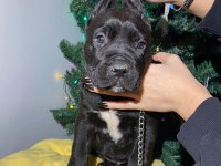 Safkan şampiyon anneden blue ve siyah cane corso yavrular