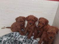 Erkek ve Dişi Toy Poodle yavrular Kore kan