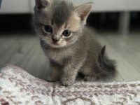 British shorthair yavrularımız