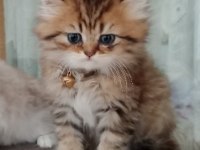Dişi british longhair