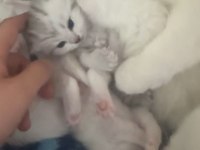 27 Mart Doğumlu Scottish Fold Yavrular Sahiplendirme