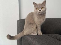 Lilac british shorthair cinsİ kedimiz aile arıyoruz.