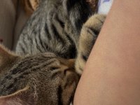 Selam ben scottish fold bihter