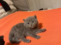 45 günlük gri scottish fold teslime hazır