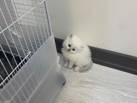British longhair kedimiz için ulaşın