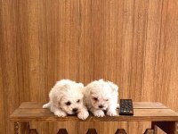 Teacup maltese bebeklerimiz 