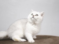British Longhair Yavruları