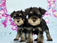 BLACK SİLVER MİNYATÜR SCHNAUZER YAVRU