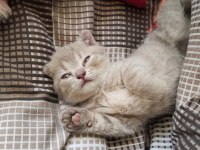 YAVRU BRİTİSH KEDİLERE YUVA
