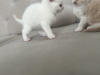 2 aylık chinchilla erkek kedimiz