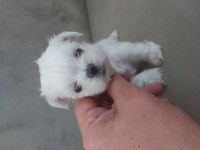 Teacup Kore maltese bebekler