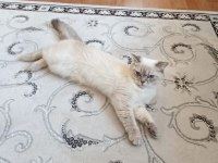 British shorthair dişi