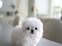 YILDIZIMIZ ARTIK SIZLERLE KORE TOY POODLE YAVRUMUZ