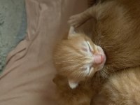 Sarman yavru tekir kedi