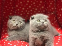 SCOTTISH FOLD YAVRULARIM 