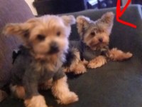 Yorkshire terrier köpeğimi sahiplendirmek istiyorum