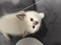 British Shorthair Blue Point (Colourpoint)