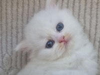 British Longhair Kedisi Beyaz