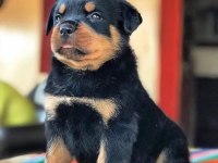 Rottweiler kapıda ödemeli çiftlik kredi kartı geçerli
