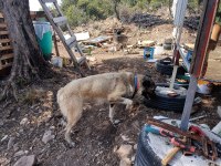 Uluslararası kimliği olan 3 yaşındaki dişi Kangal