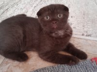 British shorthair yavru kedimiz