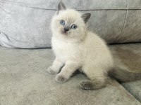 Safkan ayı suratlı british shorthair oğlum