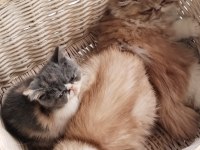 CFA KAYITLI ANNE VE BABA YAVRU KEDİMİZ