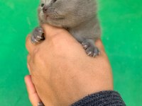Scottish Fold Yavrularımız