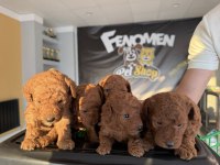 shoooowwww kalite toy poodle yavrular ankara mağazamızda 