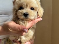 Kg Garantili Maltipoo Yavrularımız