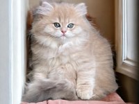 SHOW KALİTE BLUE & GOLDEN KEDİLER