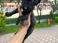Süper Anatomi French Bulldog Bebekler