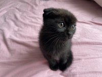 Nadir renk özel bebek isteyene uslu scottish fold bebekler