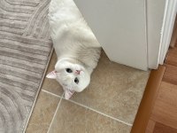 Sade british shorthair