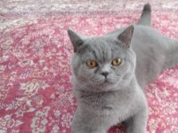 Çok acil en acilinden british sahiplendireceğim