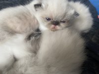 İran Persian blue point