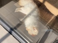 Safkan Tüm Aşıları tam Erkek Pomeranian