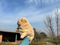 Mutlu aile çocukları çin aslanı