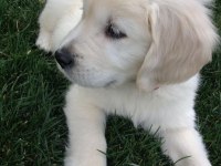 Renk renk golden retriever
