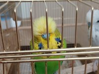 Muhabbet kuşlar için ciddi alıcılar yazsın