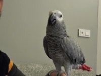 FULL EVCİL TAM BİR MASKOT JAKO PAPAĞANIMIZ