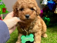 Sevimli Toy Poodle Yavrularımız