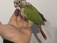Eskişehir de konur papağanları