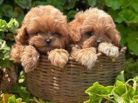 Kore maltipoo en iyisini en güzelini isteyene