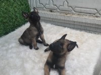 ORJİNAL SAFKAN BELÇİKA KURDU ERKEK
