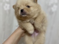 1 ay sonra rezerve edilecek pomeranian