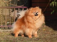 Orjinal ayı surat pomeranian boo bebekler