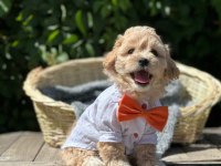 Maltipoo bebekler tüy dökmez