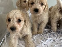 Maltipoo yavrularımız